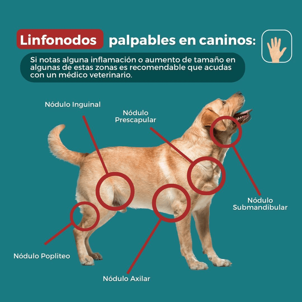 Cómo detectar un problema en mi perro