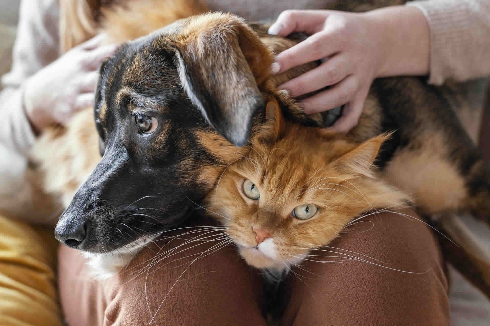 No tratamos síntomas sueltos: cómo investigamos los problemas de salud de tu perro o gato